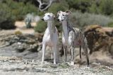 WHIPPET 021